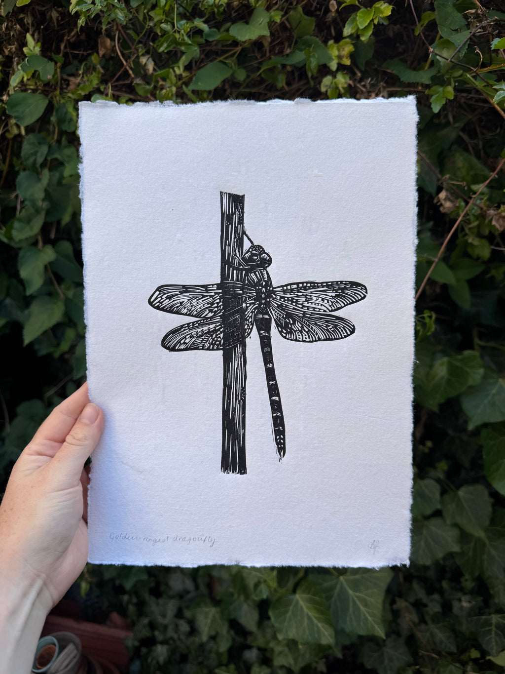 Golden-ringed Dragonfly