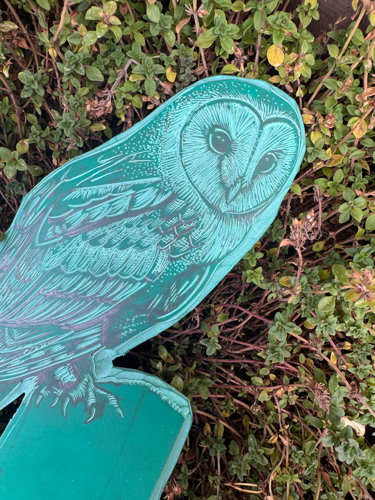 Barn Owl