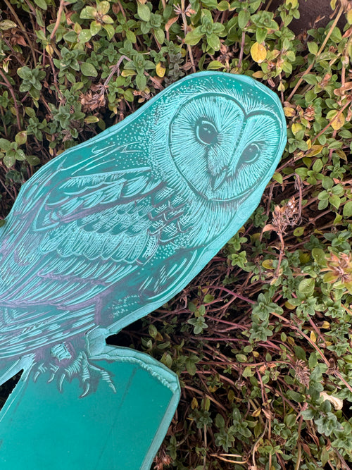 Barn Owl