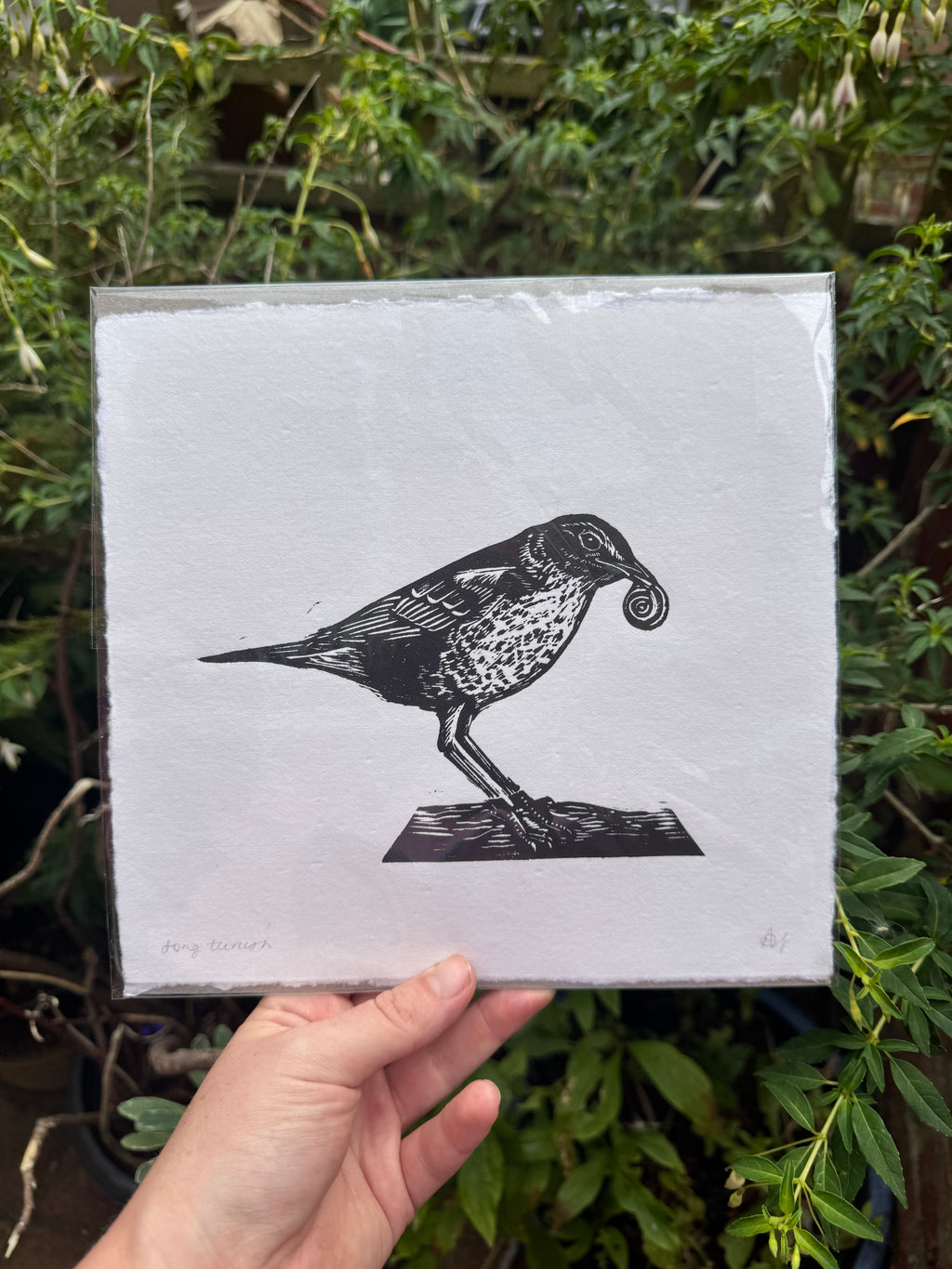 Song Thrush
