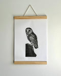 Barn Owl