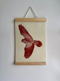 Kestrel